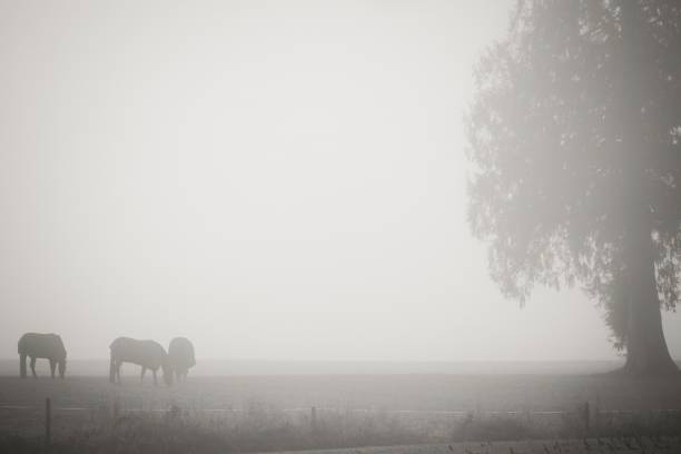 A dramatic silhouette of a cowboy on horseback driving a herd of wild horses through golden dust under the evening sun. The entire scene is captured against the light, emphasizing the silhouettes of the cowboy, horses, and a herding dog. The golden tones and soft haze create a cinematic and poetic atmosphere, highlighting the harmony between human, animal, and nature.