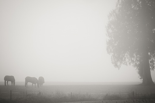 foggy morning in the Fraser Valley in British Columbia's farmland