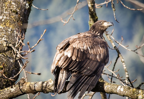 The bald eagle is a bird of prey found in North America. A sea eagle, it has two known subspecies and forms a species pair with the white-tailed eagle.
