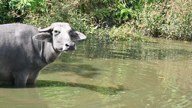 Water buffalo in a pond living in rural area of Nepal.