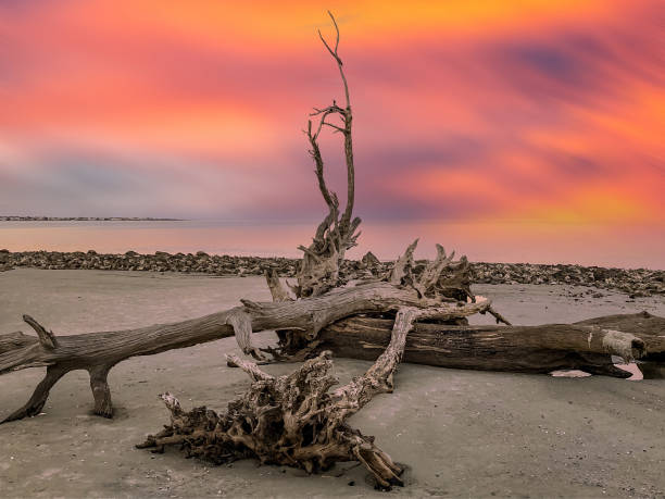 Sunrise on Driftwood Beach in Jekyll Island, Georgia. Often described as one of the most beautiful beaches in the world, Driftwood Beach is littered with fallen trees which gather by the surf as erosion takes place on Jekyll Island.