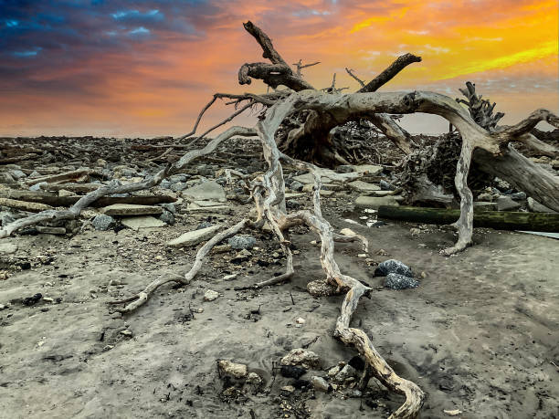istock Sunrise at Driftwood Beach, Jekyll Island 1885186038