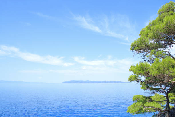 View on a big pine tree on the rock cliff near to beautiful blue sea. Cirali, Antalya Province in Turkey.