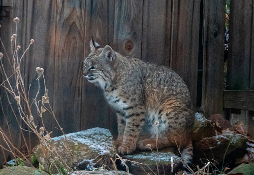 Large bobcat in a back yard