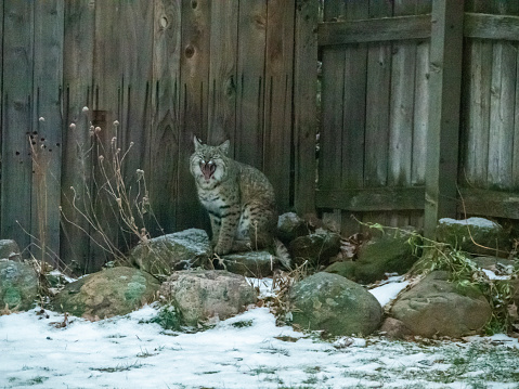 Large bobcat in a back yard