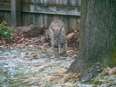 Large bobcat in a back yard