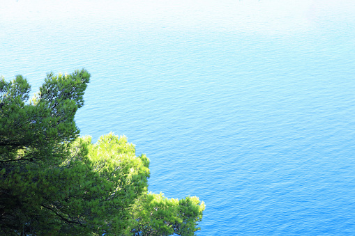 Evergreen branch over the sea. Green pine over blue sea. Pine tree over blur blue sea background. Mediterranean flora. Evergreen coniferous tree. Green maritime pines against a clear blue sea