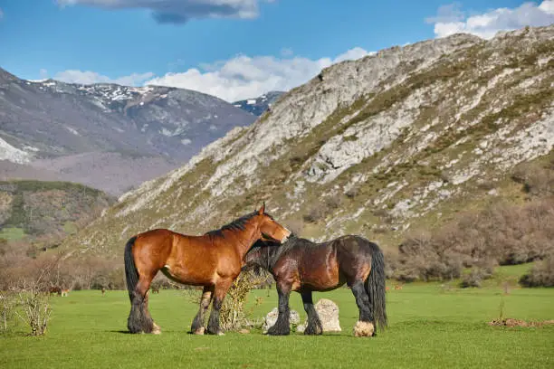 Horses in a green valley. Castilla y Leon landscape. Spain