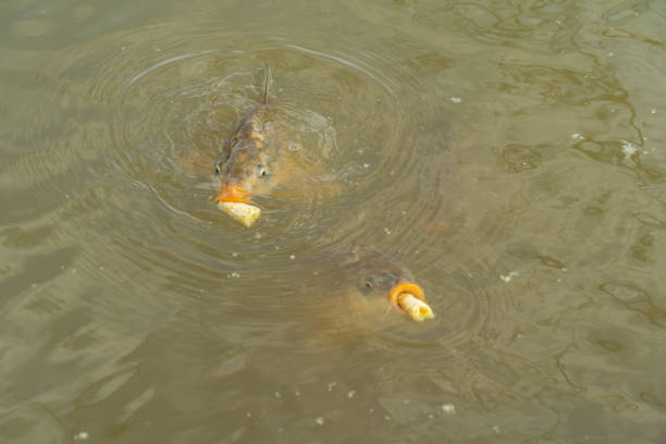 Carps eating on surface of the pond