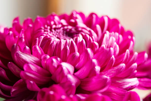 Chrysanthemum morifolium close-up. Big pink autumn flower.