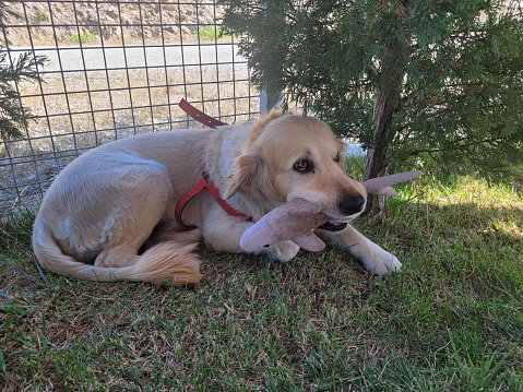 A Golden Retriever dog with a toy fish in its mouth