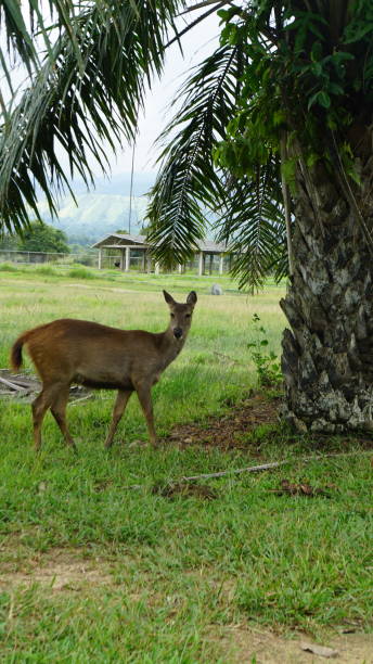 istock Graceful Encounter: Deer Amidst Palms and Greenery near palm Tree 1885249296