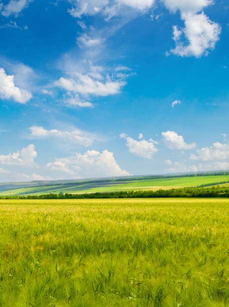 istock Green wheat field and blue sky. Vertical photo. 1885262350