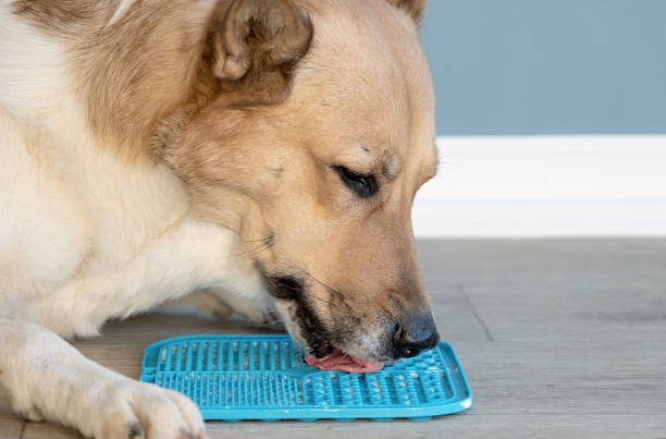 istock cute dog using lick mat for eating food slowly 1885265476