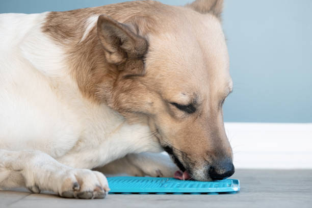 istock cute dog using lick mat for eating food slowly 1885267535