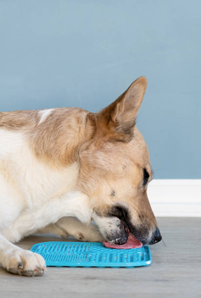 istock cute dog using lick mat for eating food slowly 1885283109