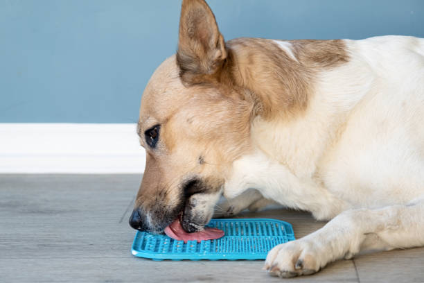 istock cute dog using lick mat for eating food slowly 1885284130