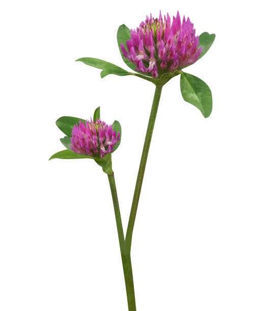 istock Trifolium pratense or red clover 1885303422