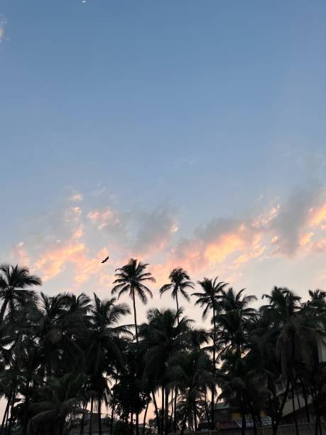 istock the moon over palm trees with the beach in the foreground 1885308578