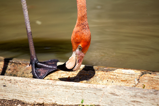 Elegant American Flamingo, Phoenicopterus ruber, graces wetlands with its distinctive pink plumage. A tall and graceful bird, it adds a touch of sophistication to the serene landscapes it inhabits.