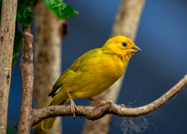 istock Saffron Finch (Sicalis flaveola) Outdoors 1885332107