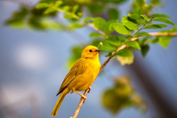 Graceful Saffron Finch, Sicalis flaveola, adorns South American landscapes with its vibrant plumage. A charming bird, it brings warmth and color to the natural tapestry of its habitat.