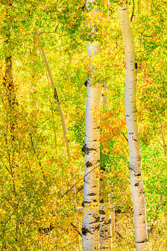 The trunks of beautiful aspens in early autumn in the Rocky Mountains of Colorado.