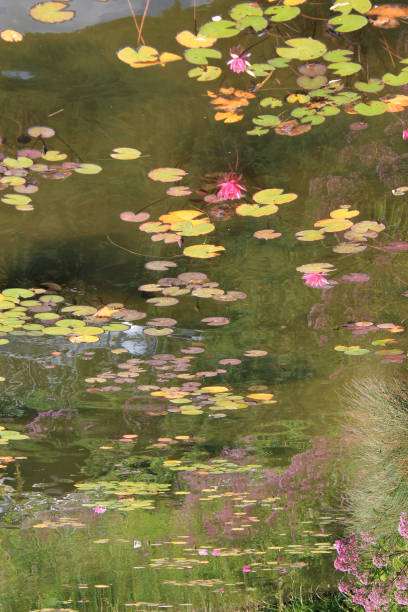 istock water lilies in the bond 1885347055