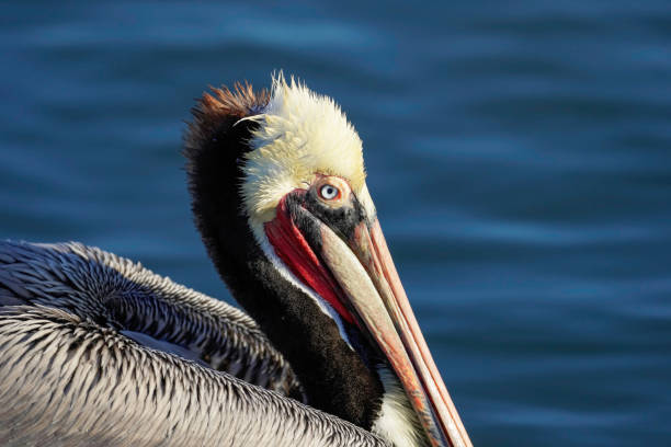 istock Brown Pelican Breeding Plumage Close-up. 1885347575