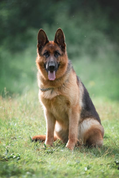 istock Front view of German Shepherd sitting in grass 1885350677