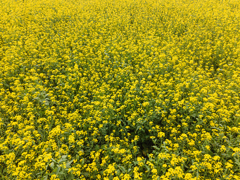 Yellow rapeseed flowers in a field against a blue sky. Rape, colza, oilseed, canola, closeup against s sunny blue sky.