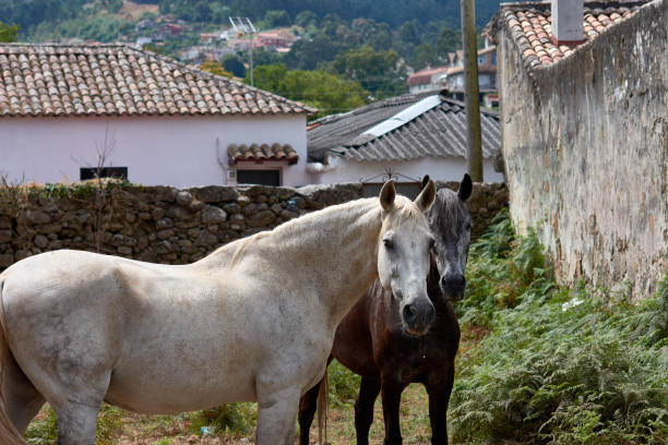 istock A pair of horses looking at the camera 1885403078