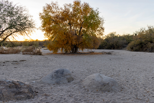 Trees glow from sunset in dry creek bed