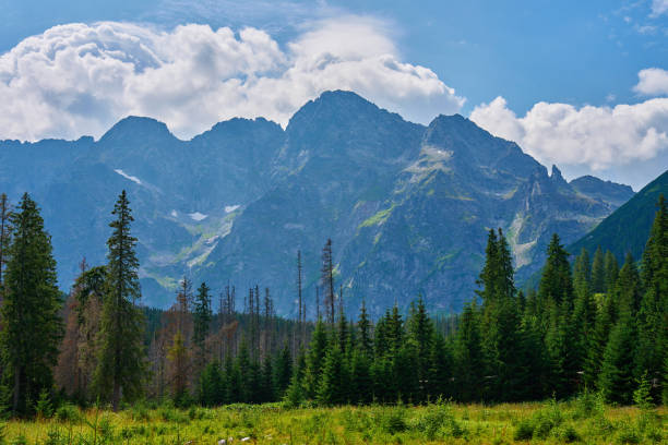 istock Mountains range near forest trees at summer day 1885418010