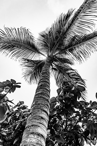 Top part of palm tree, background with copy space, full frame horizontal composition