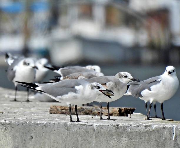 istock Laughing Gull (Leucophaeus atricilla) - on a seawall with catch 1885450566
