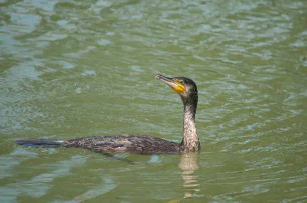 Photo of Great Cormorant, Phalacrocorax carbo, swimming in Karata Lake, Burdur, Turkey.