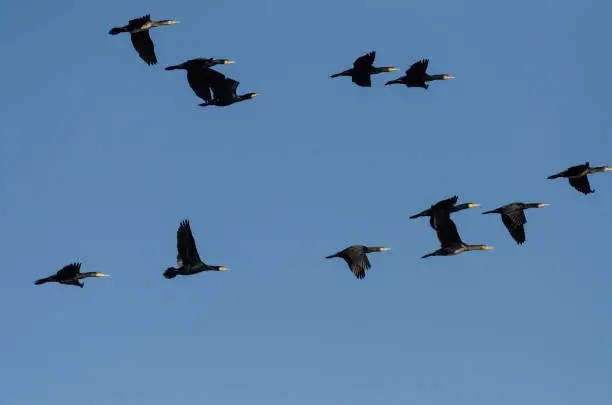 Photo of Great Cormorant, Phalacrocorax carbo, flying in a group over Lake Karata, Burdur, Turkey.