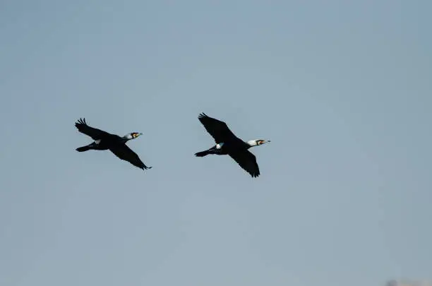 Photo of Great Cormorant, Phalacrocorax carbo, flying over Karata Lake, Burdur, Turkey.