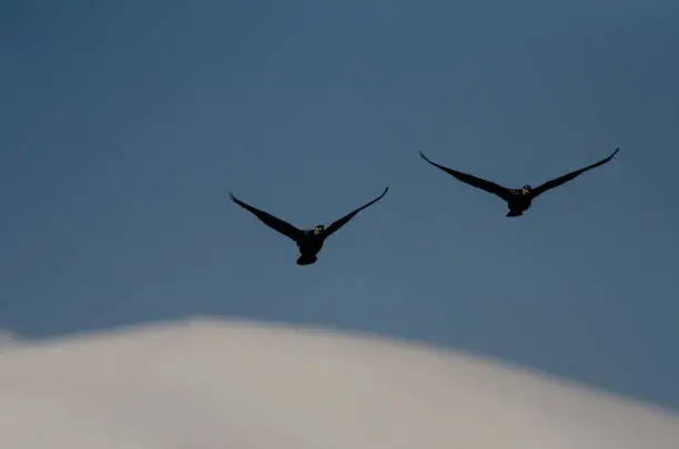 Photo of Great Cormorant, Phalacrocorax carbo, flying over Karata Lake, Burdur, Turkey.