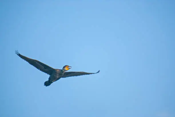 Photo of Great Cormorant, Phalacrocorax carbo, flying over Karata Lake, Burdur, Turkey.