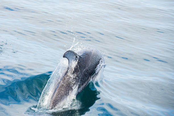 istock Dolphins frolic in the pacific alongside a migrating grey whale in winter. 1885461178