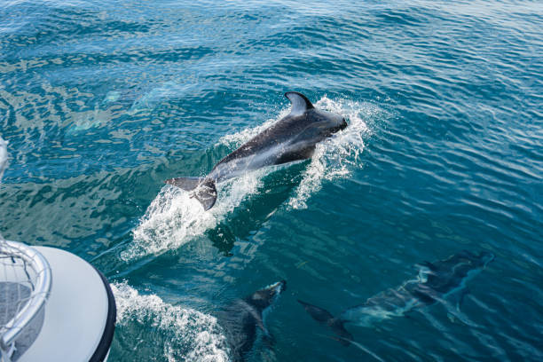 istock Dolphins frolic in the pacific alongside a migrating grey whale in winter. 1885462720