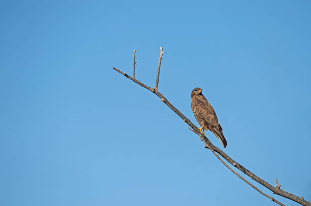 istock Common Buzzard, Buteo buteo. Blue sky background. 1885462738