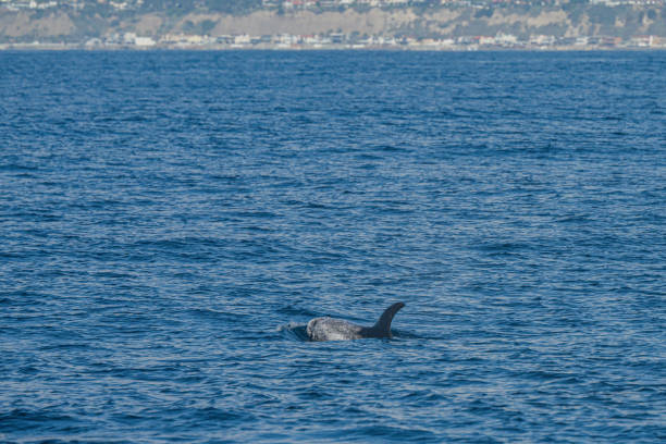 istock Dolphins frolic in the pacific alongside a migrating grey whale in winter. 1885466368