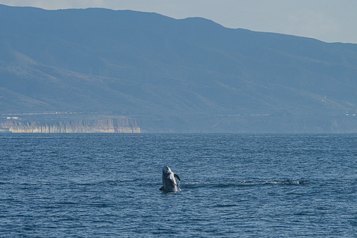 Dolphins frolic in the pacific alongside a migrating grey whale in winter.
