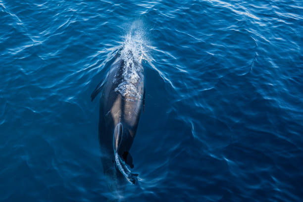 istock Dolphins frolic in the pacific alongside a migrating grey whale in winter. 1885470048