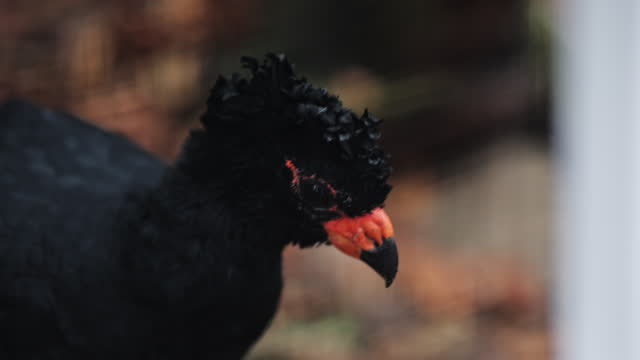 Red billed Curassow Male photographed in Linhares, Red-billed is a large bird. Endangered species of Cracid
