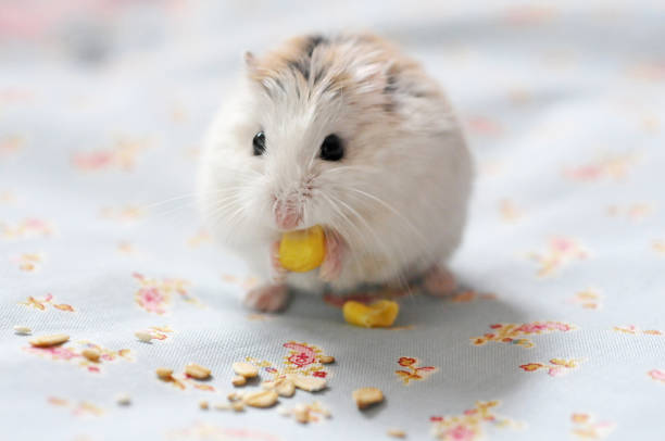 Yum! Hamster is eating corn roborovski hamster stock pictures, royalty-free photos & images