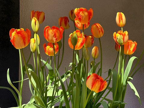 beautiful, blooming, blossom, colorful, flowers, orange, petals, red, tulip, tulips, yellow